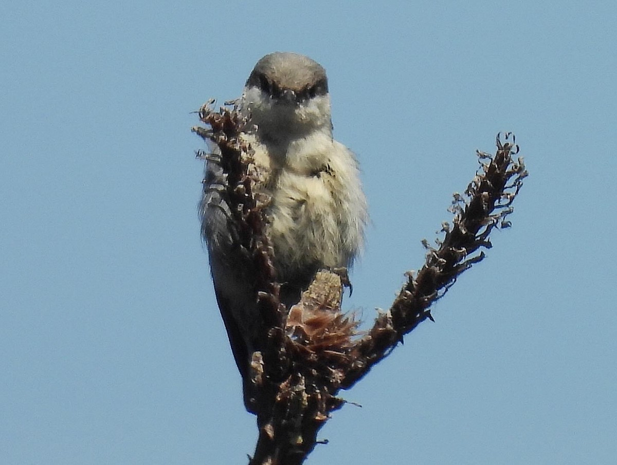 Pygmy Nuthatch - ML620810298