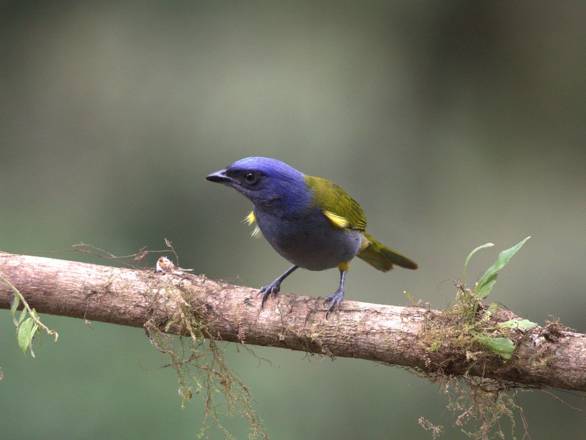 Blue-capped Tanager - ML620810306