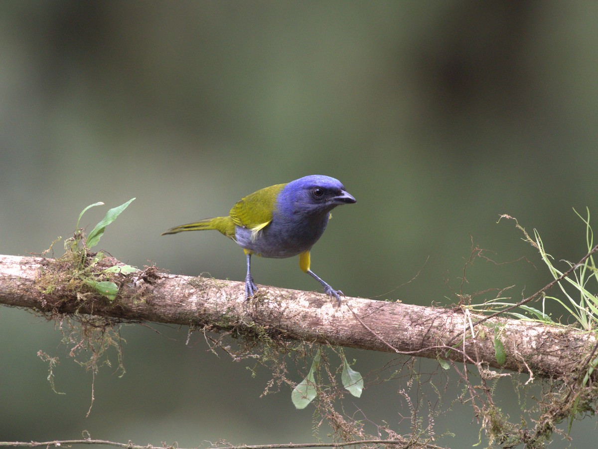 Blue-capped Tanager - ML620810310