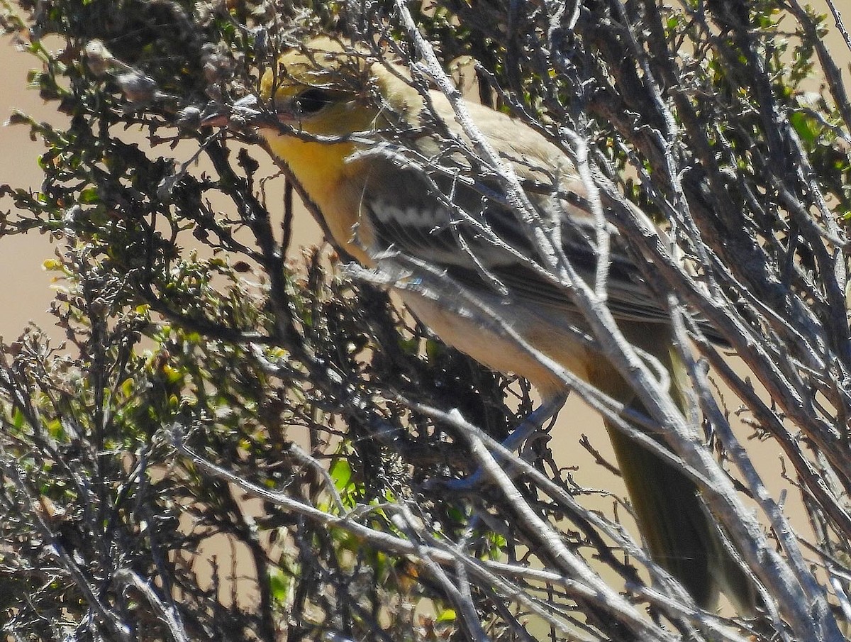 Bullock's Oriole - ML620810313