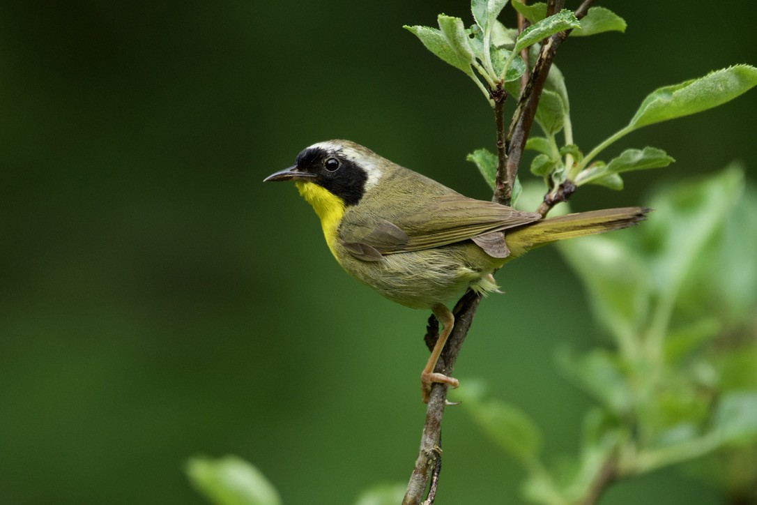 Common Yellowthroat - ML620810314