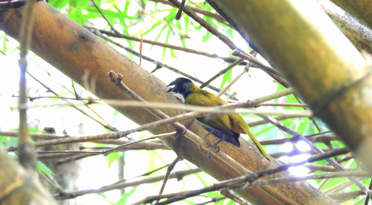 storsaltator - ML620810315