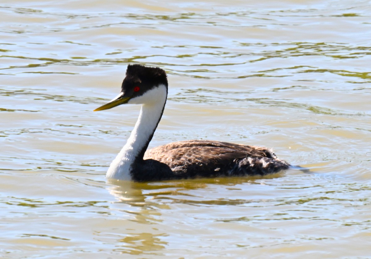 Western Grebe - ML620810316