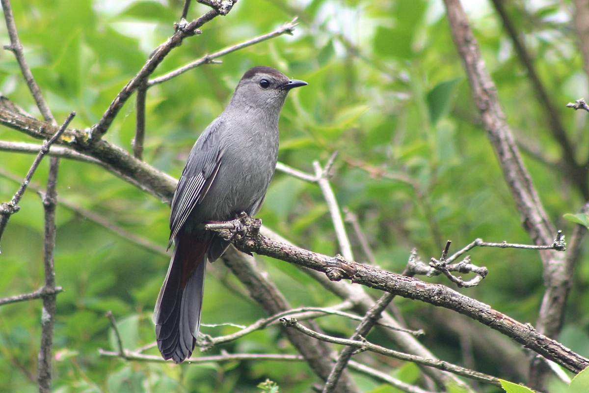 Pájaro Gato Gris - ML620810318