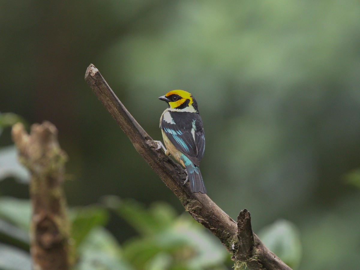 Flame-faced Tanager (Yellow-faced) - ML620810319