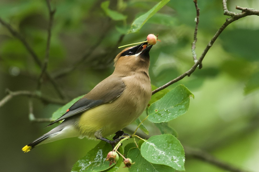 Cedar Waxwing - ML620810321