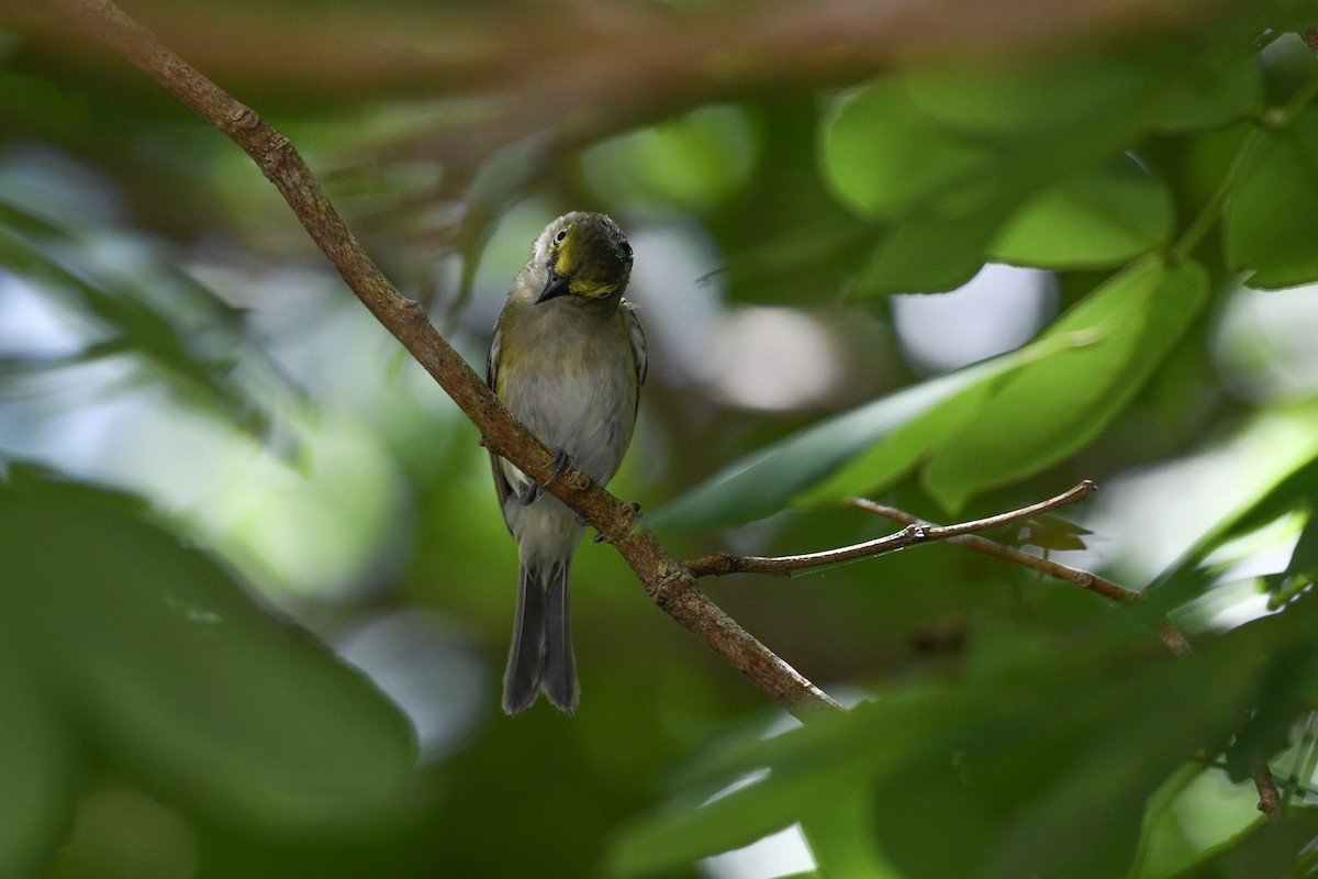 Ak Gözlü Vireo - ML620810322