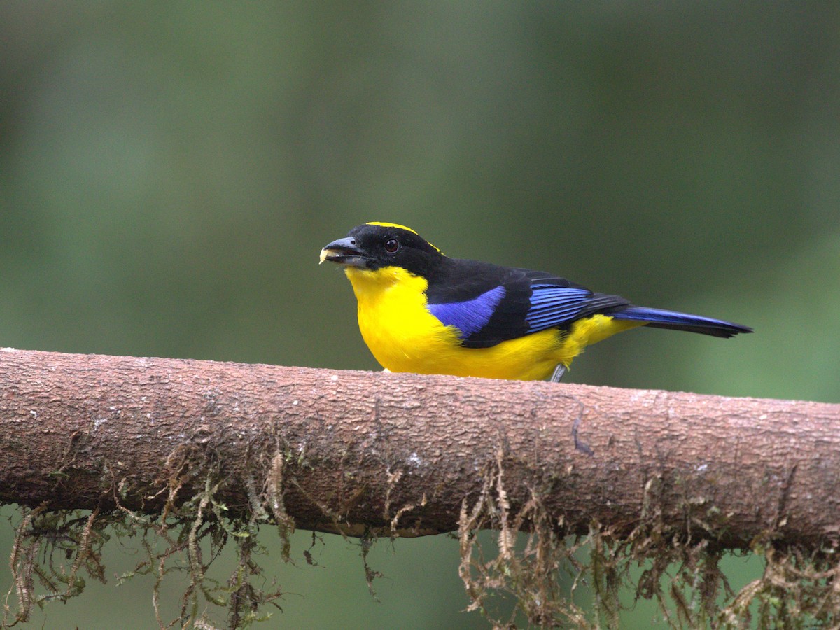 Blue-winged Mountain Tanager (Blue-winged) - ML620810323