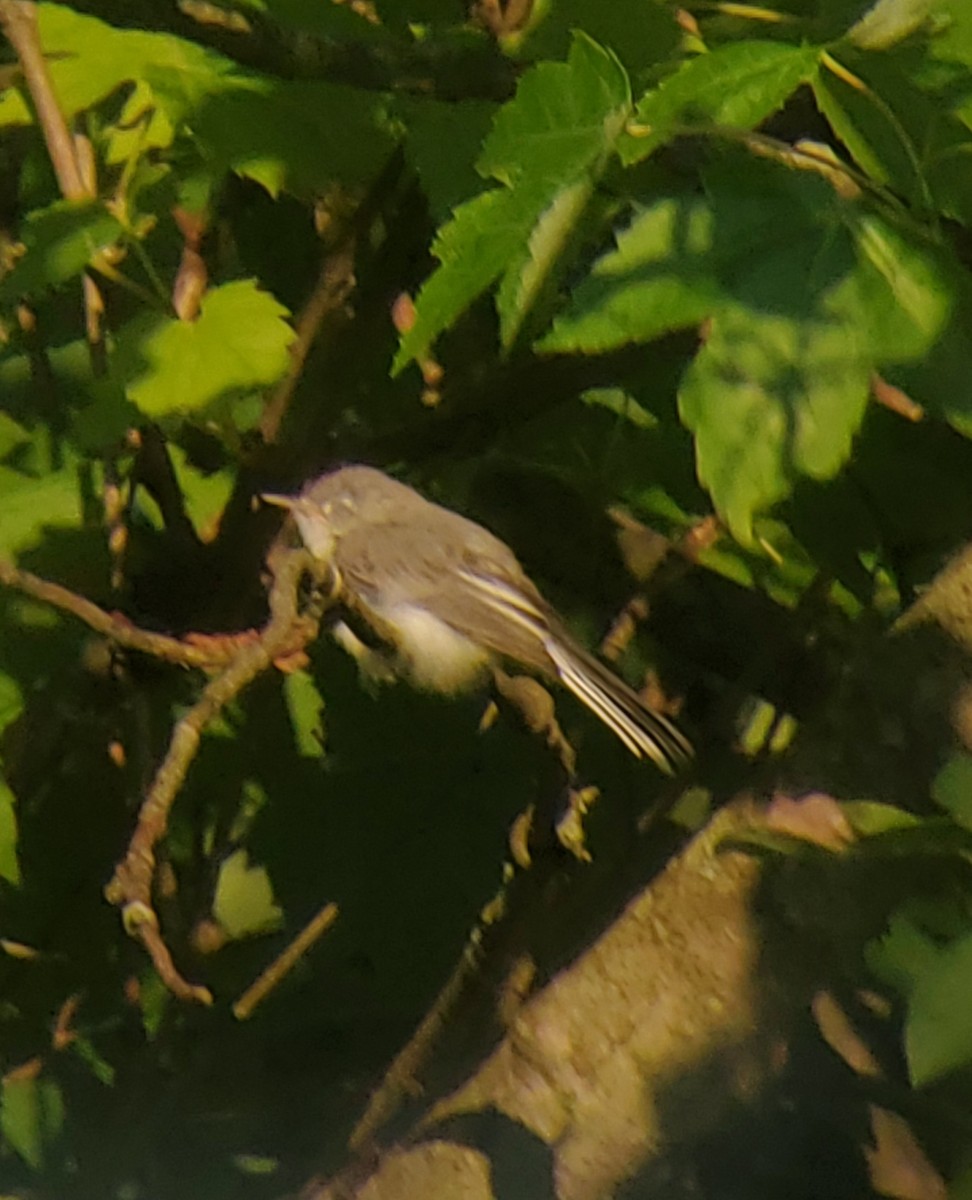 Blue-gray Gnatcatcher - Neal Reilly