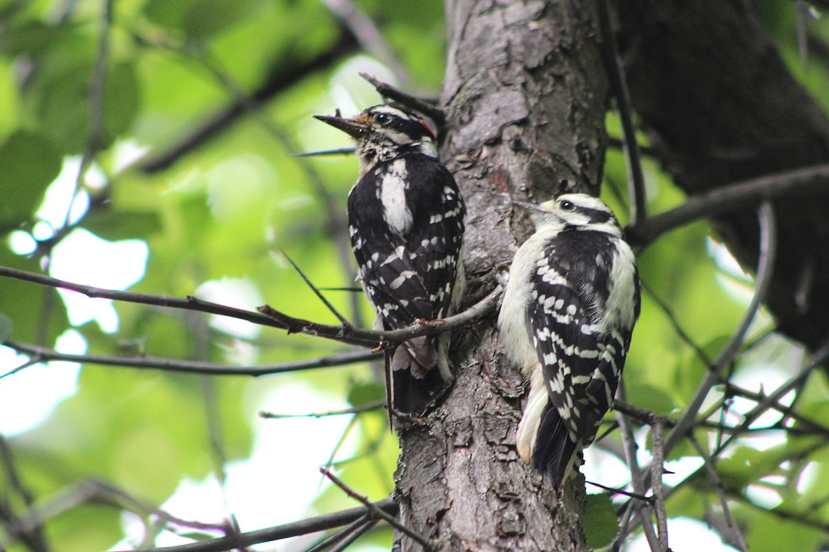 Downy Woodpecker - ML620810327