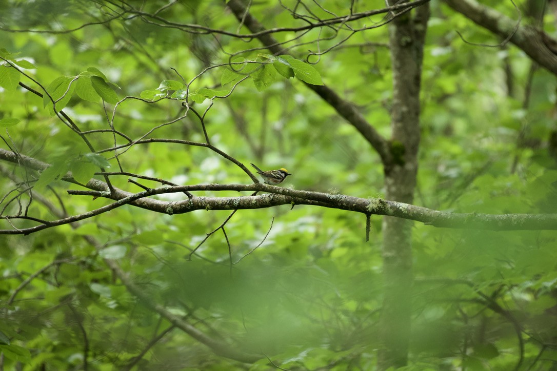 Chestnut-sided Warbler - ML620810329