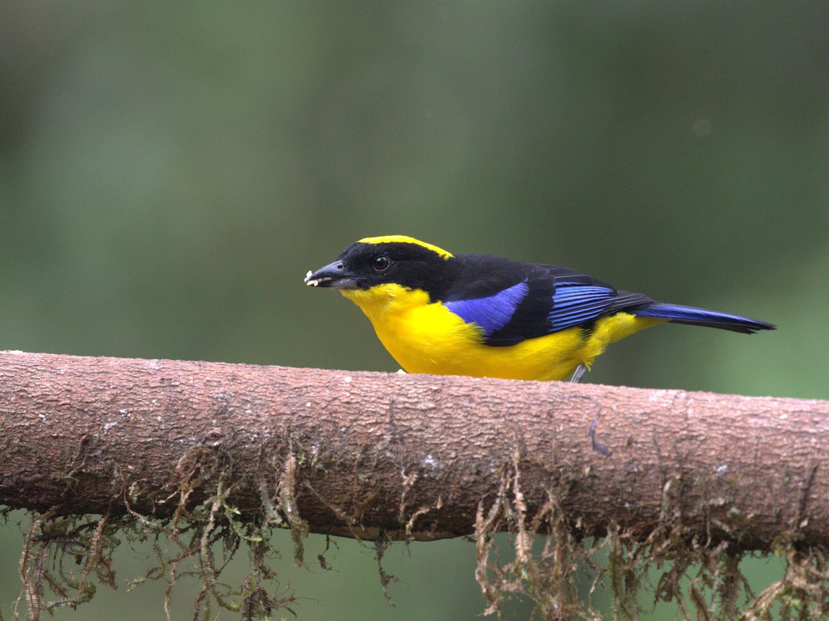 Blue-winged Mountain Tanager (Blue-winged) - ML620810330