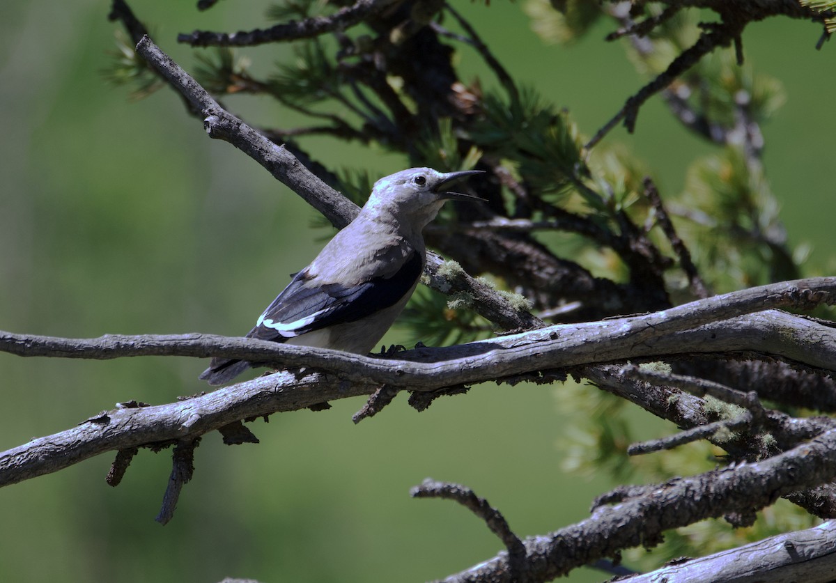 Clark's Nutcracker - ML620810332