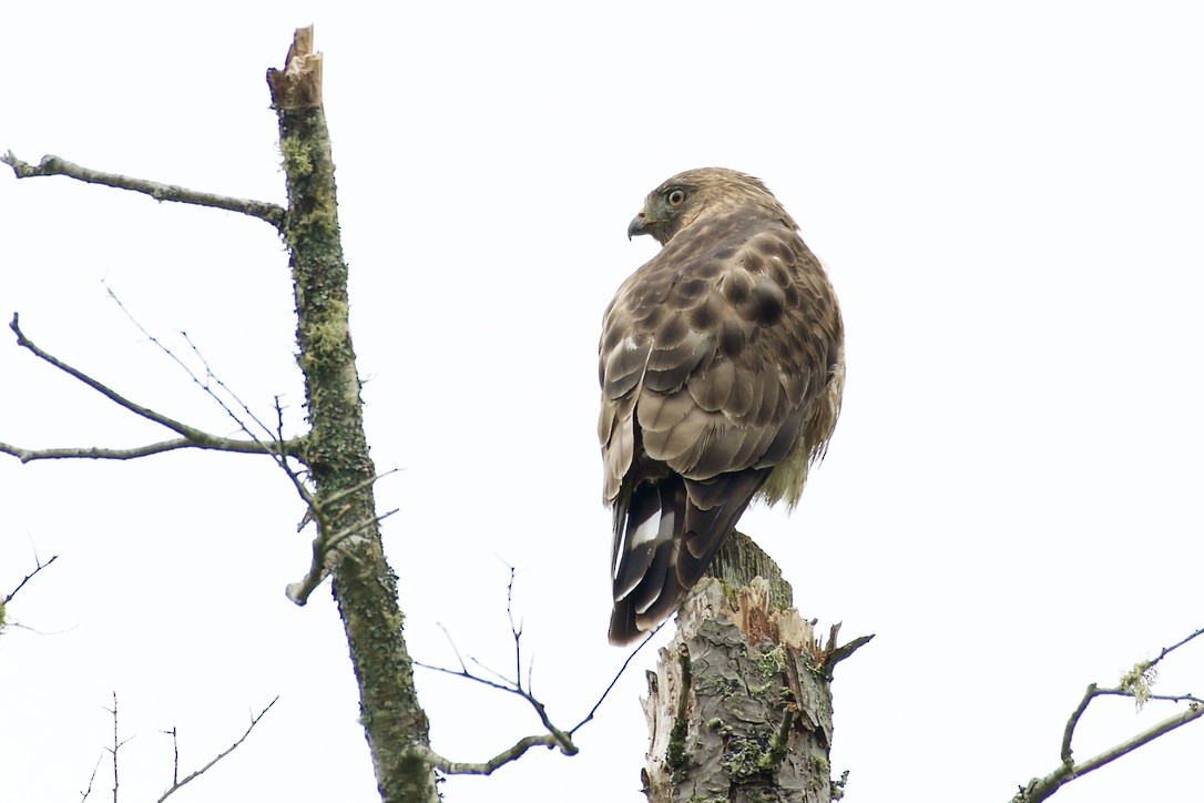 Broad-winged Hawk - ML620810334