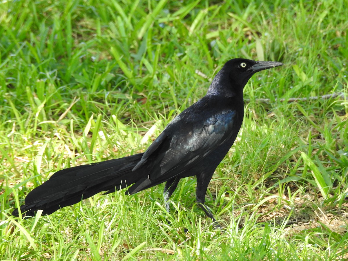 Great-tailed Grackle - ML620810339