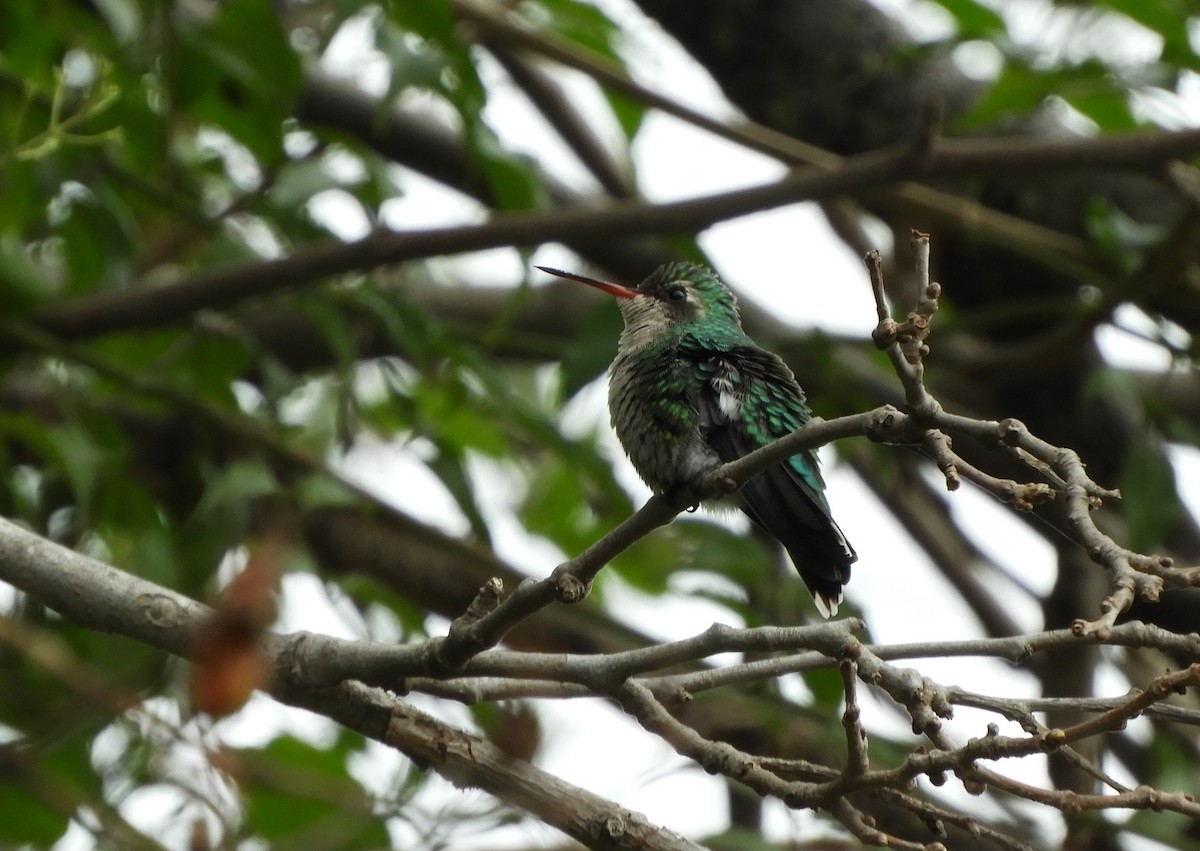 kolibřík lesklobřichý - ML620810343