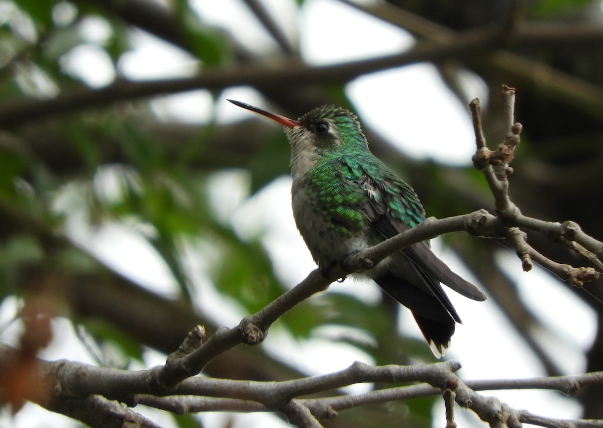 kolibřík lesklobřichý - ML620810344