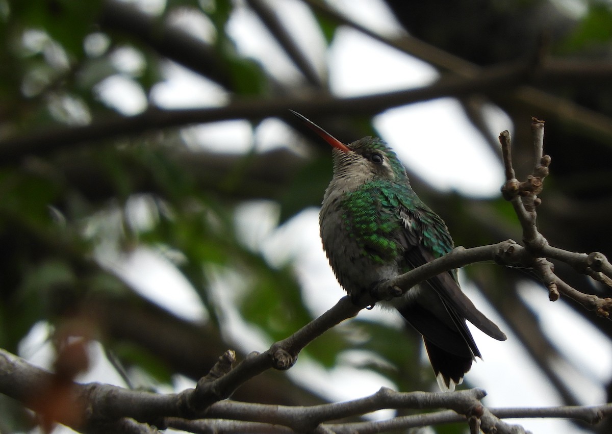 kolibřík lesklobřichý - ML620810345