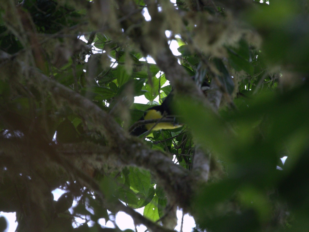 Tucán del Chocó - ML620810349