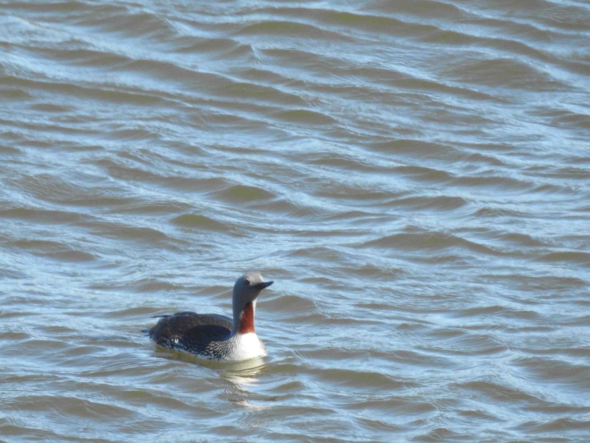 Red-throated Loon - ML620810358