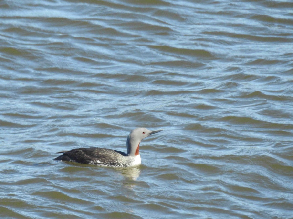 Red-throated Loon - ML620810359