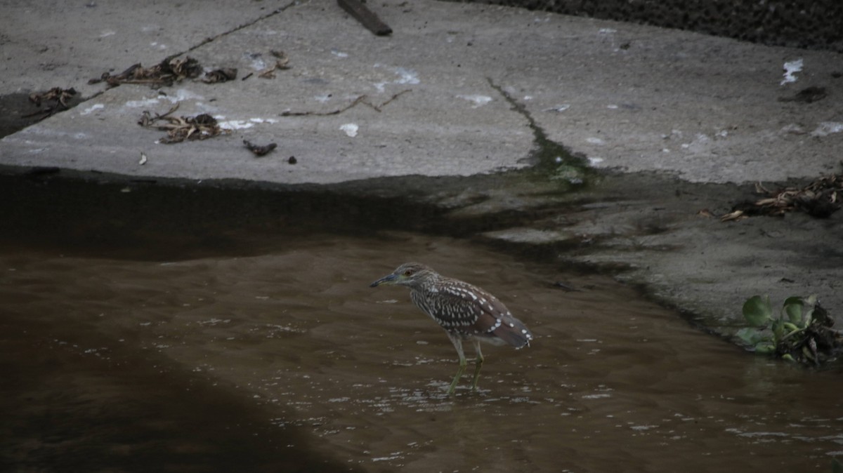 Black-crowned Night Heron - ML620810360