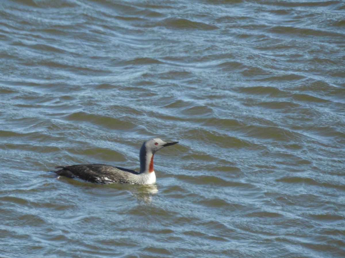 Red-throated Loon - ML620810363