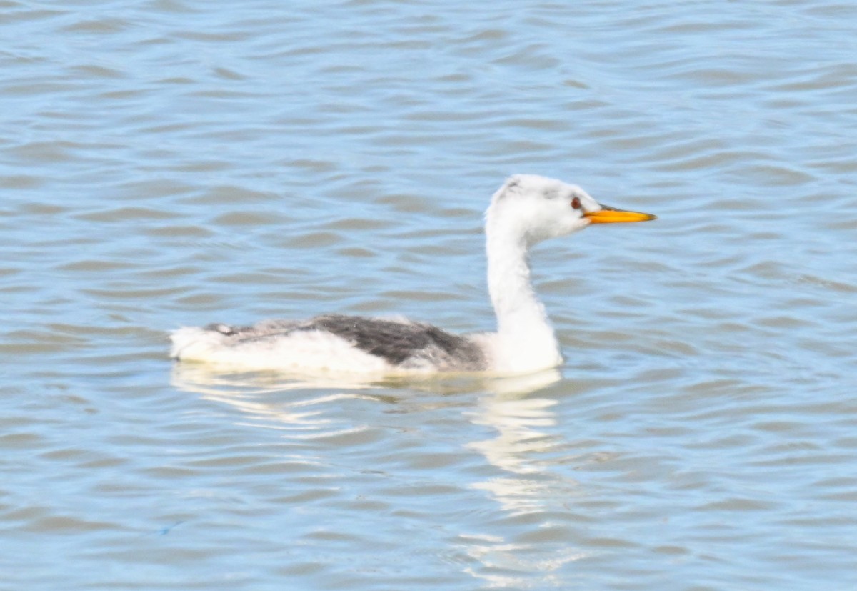 Clark's Grebe - ML620810364