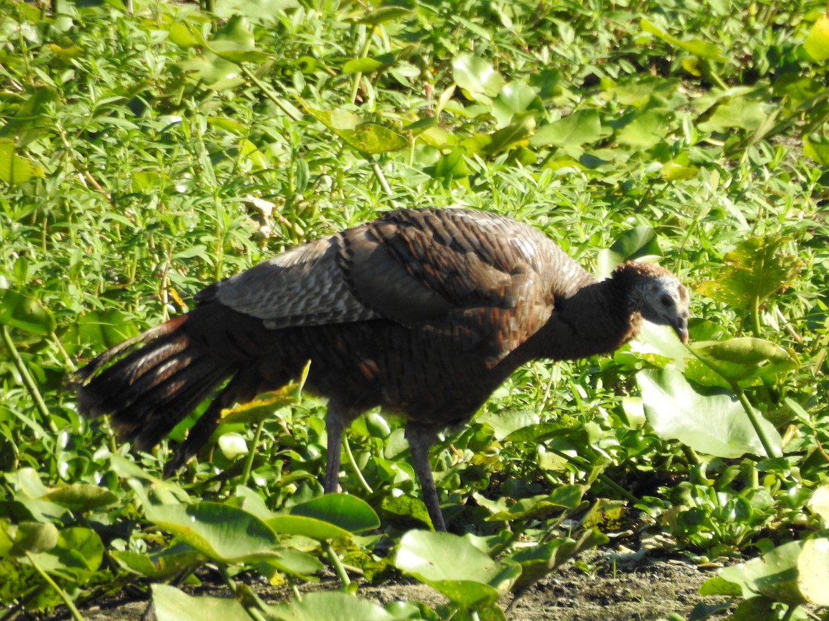 Wild Turkey - ML620810366