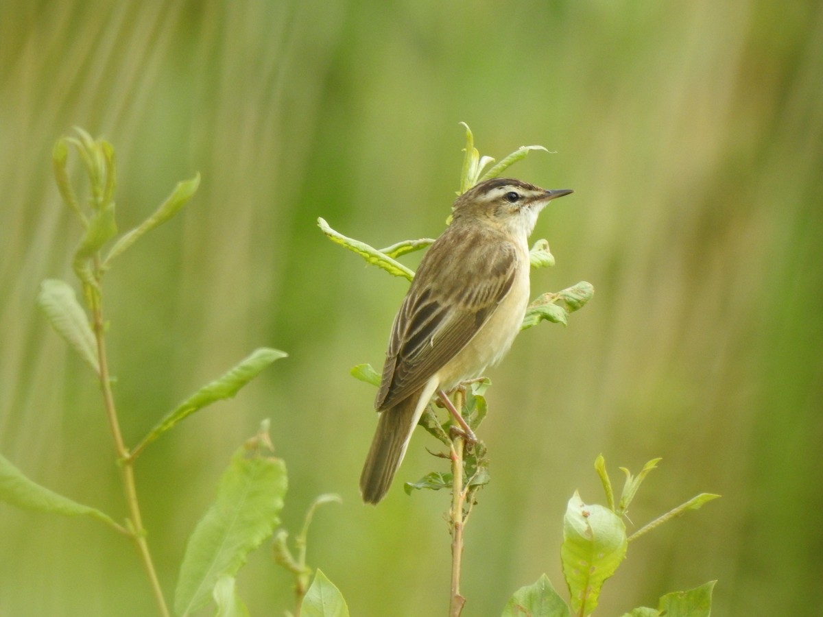 Sedge Warbler - ML620810368