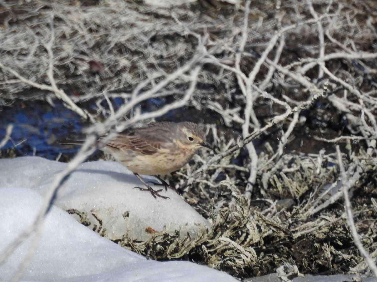 American Pipit - ML620810371