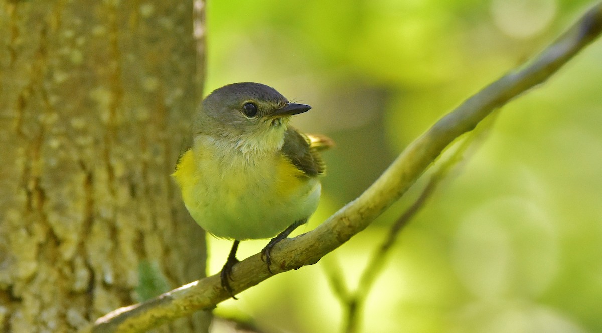 American Redstart - ML620810372