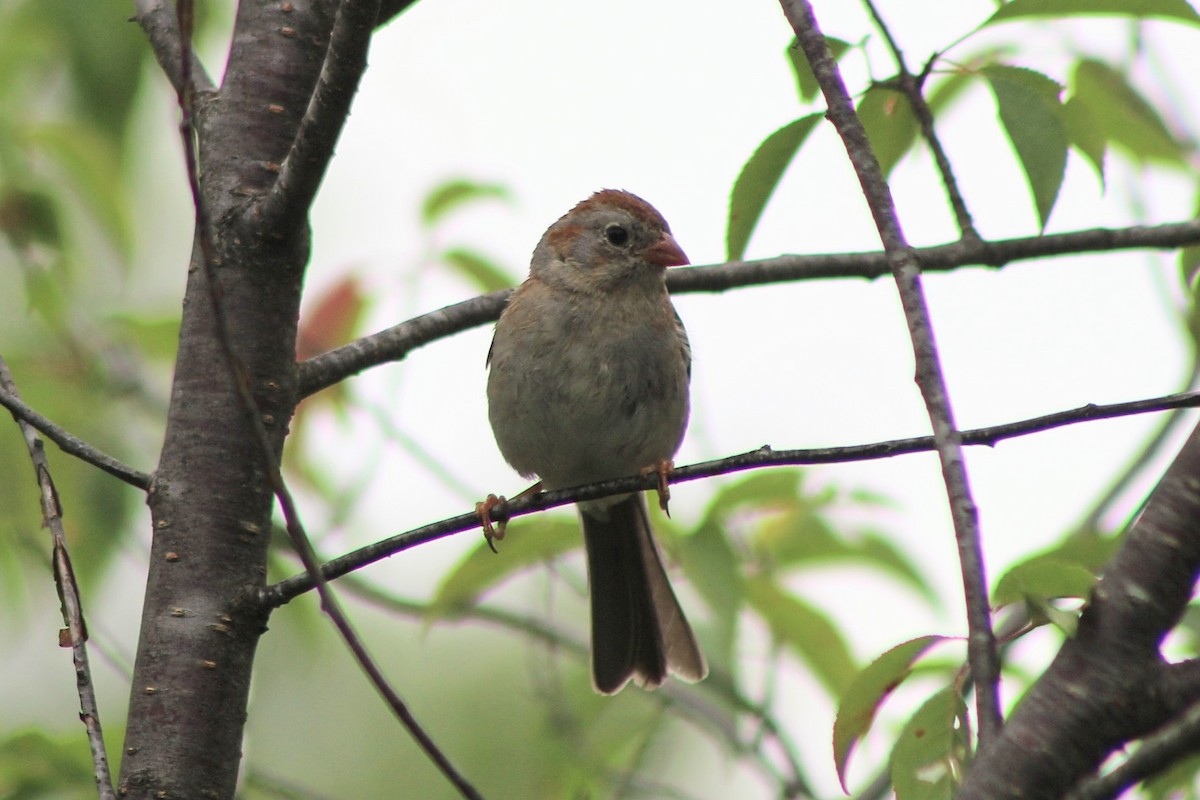 Field Sparrow - Raphaël Millot