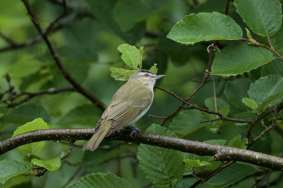 Red-eyed Vireo - ML620810375