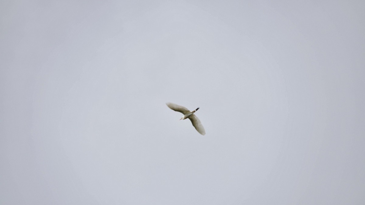 Western Cattle Egret - ML620810376