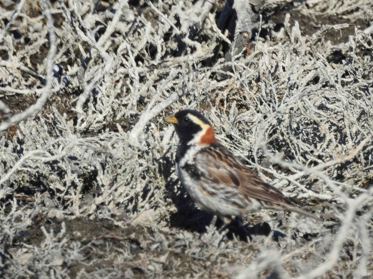 Lapland Longspur - ML620810378