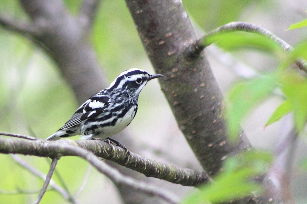 Black-and-white Warbler - ML620810379