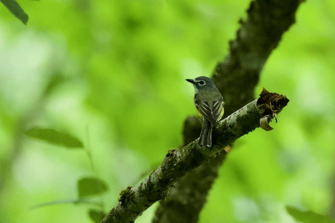 Blue-headed Vireo - ML620810380