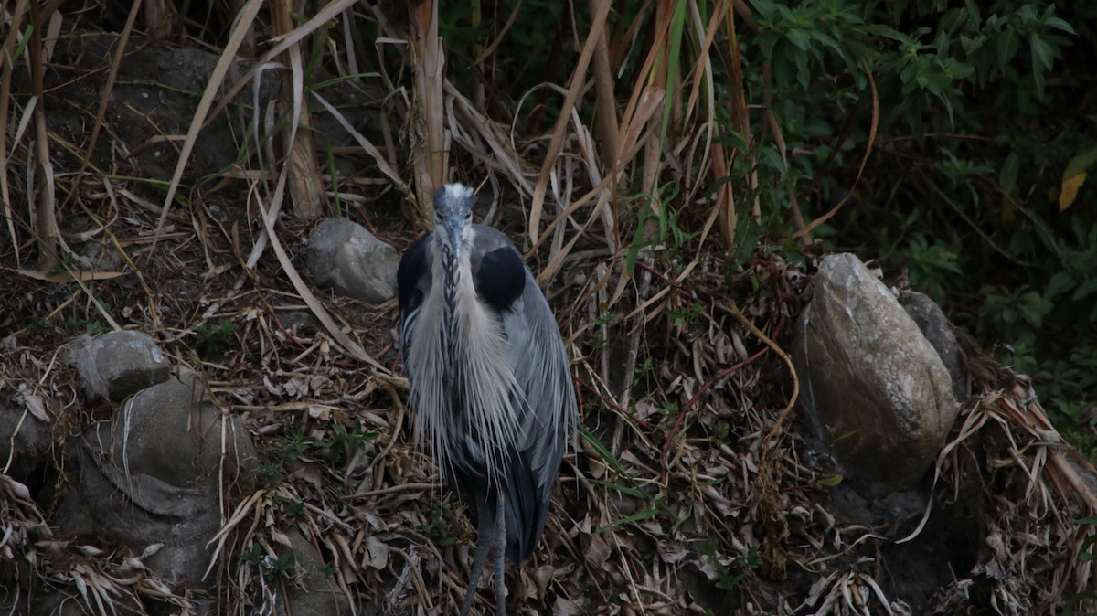 Great Blue Heron - Brynn Fricke