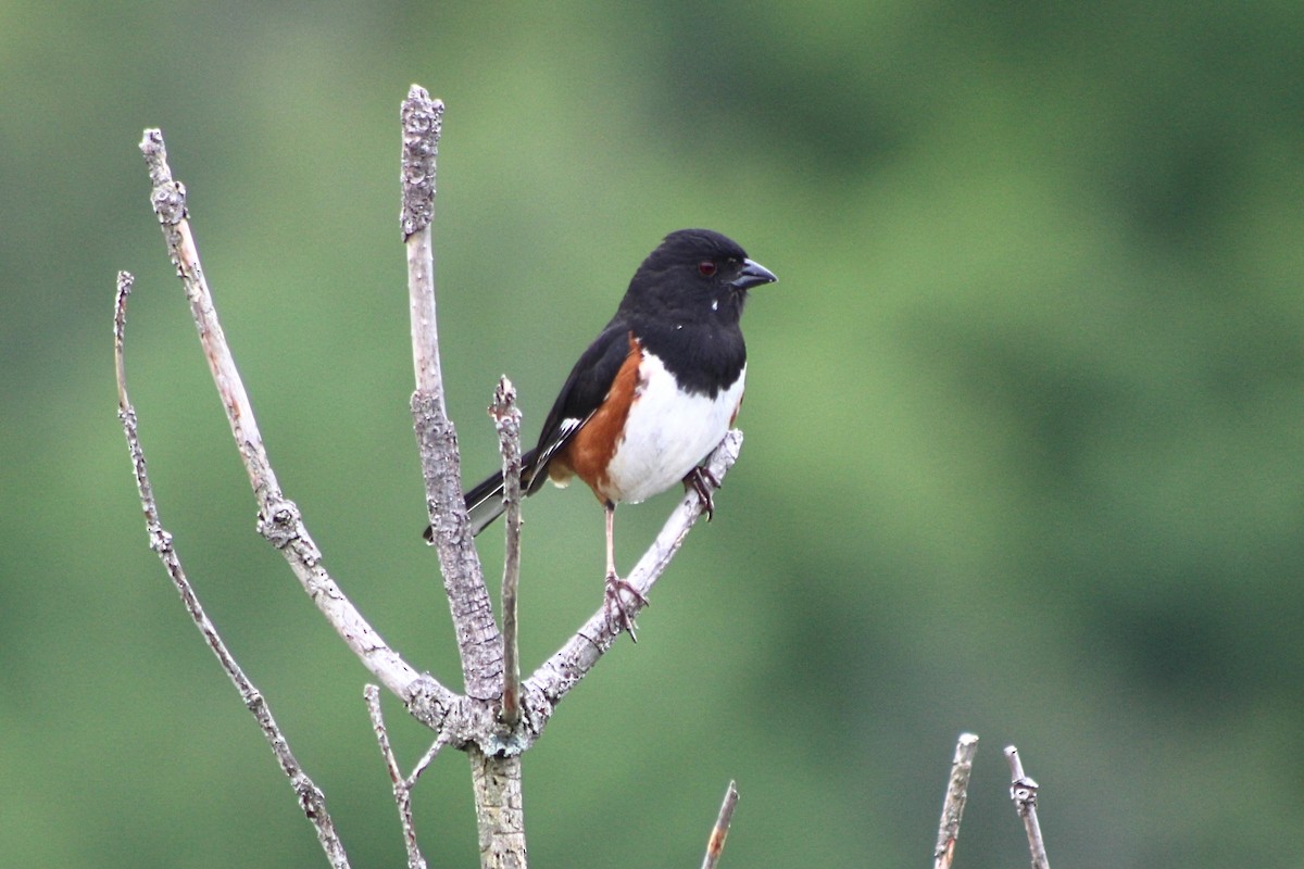 Eastern Towhee - ML620810385