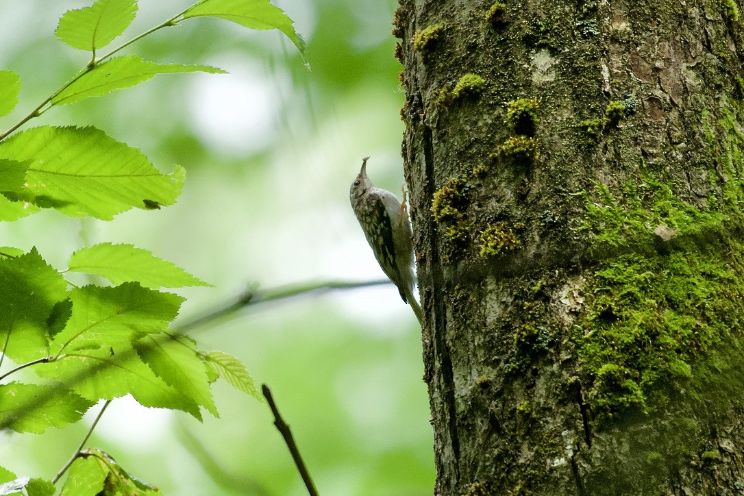 Brown Creeper - ML620810386