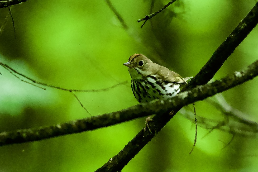 Ovenbird - ML620810396