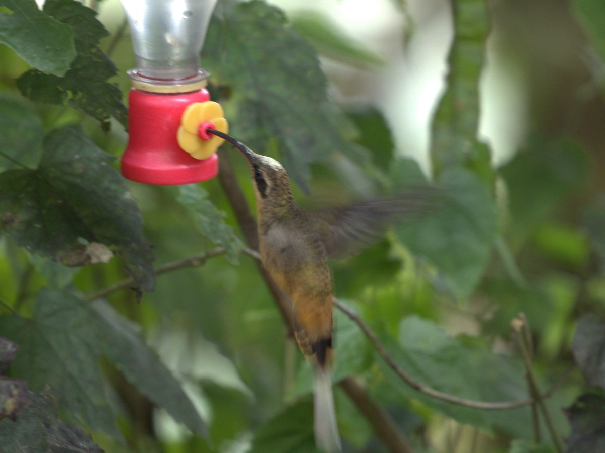 Ржавчатый колибри-отшельник - ML620810400