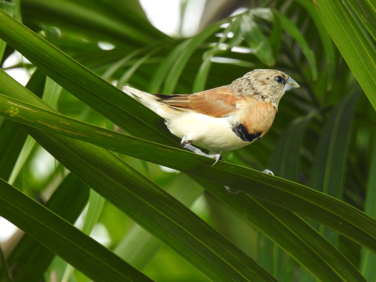 Chestnut-breasted Munia - ML620810402