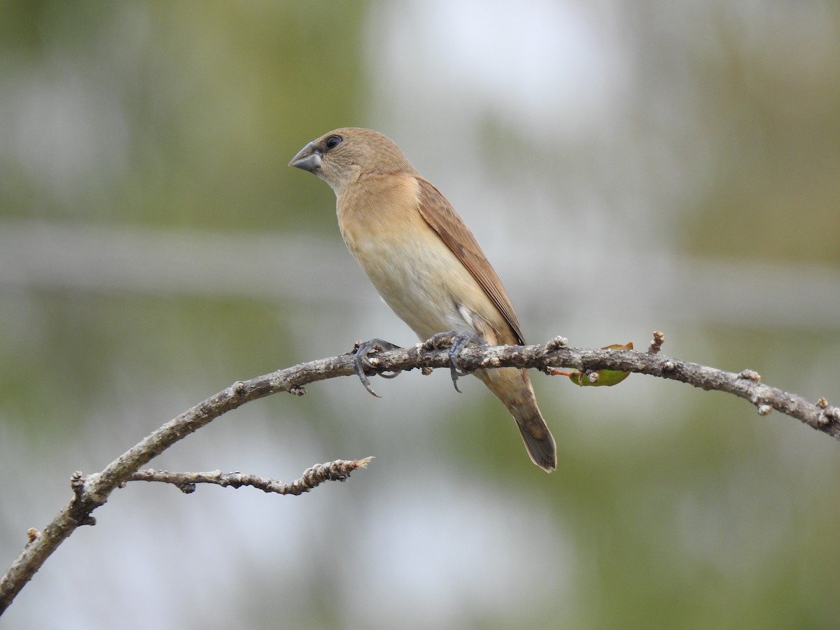 Chestnut-breasted Munia - ML620810403