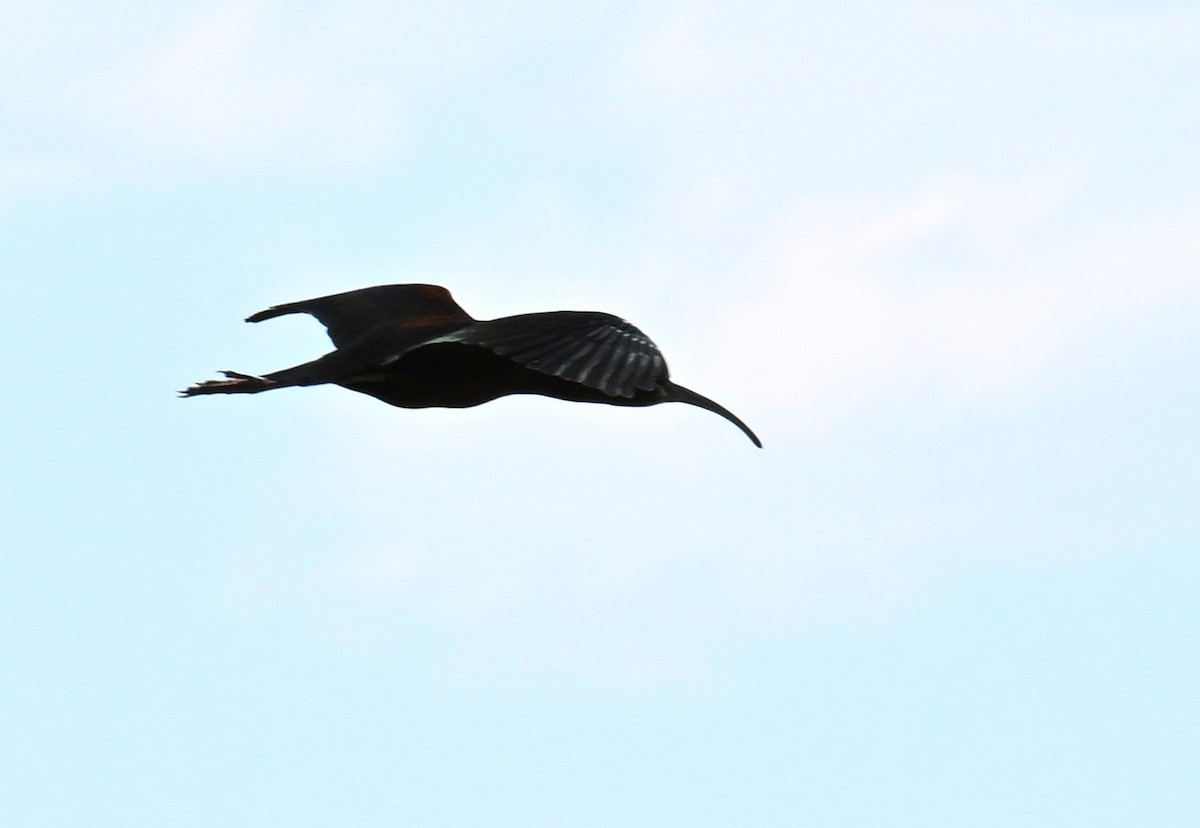 ibis americký - ML620810406