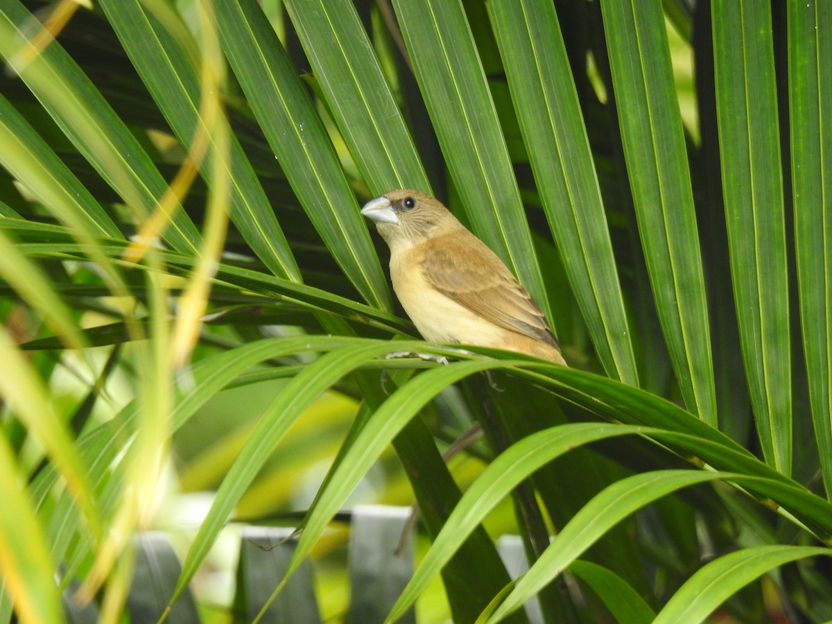 Chestnut-breasted Munia - ML620810407