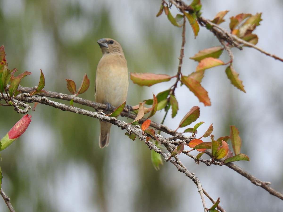 Chestnut-breasted Munia - ML620810409