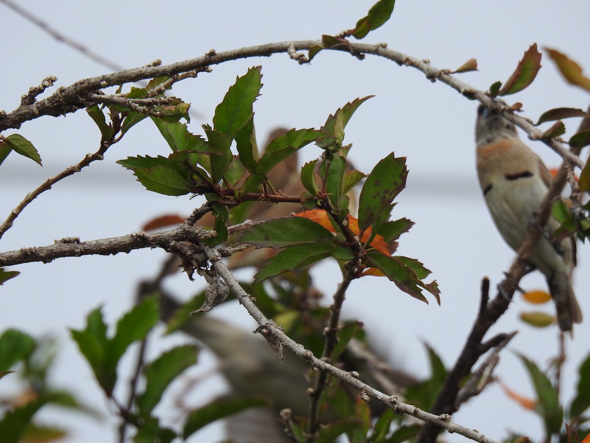 Chestnut-breasted Munia - ML620810411