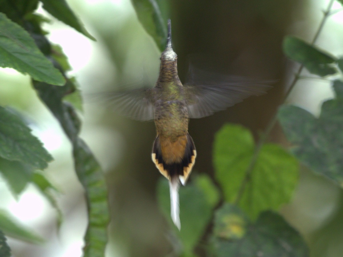 Ржавчатый колибри-отшельник - ML620810418